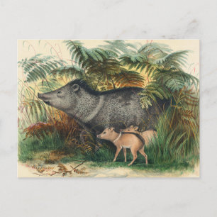 Der Halsbandpekari von Joseph Wolf Postkarte