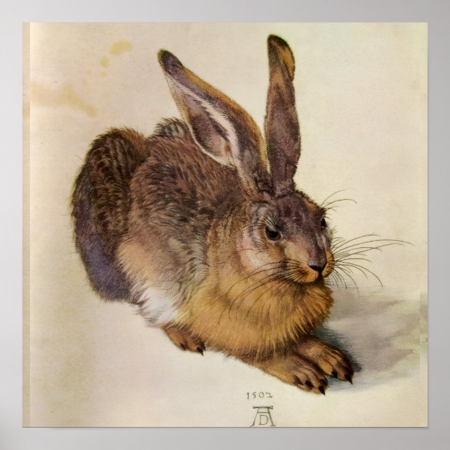 DER HASE ( Junger Hase ) Poster (Vorne)
