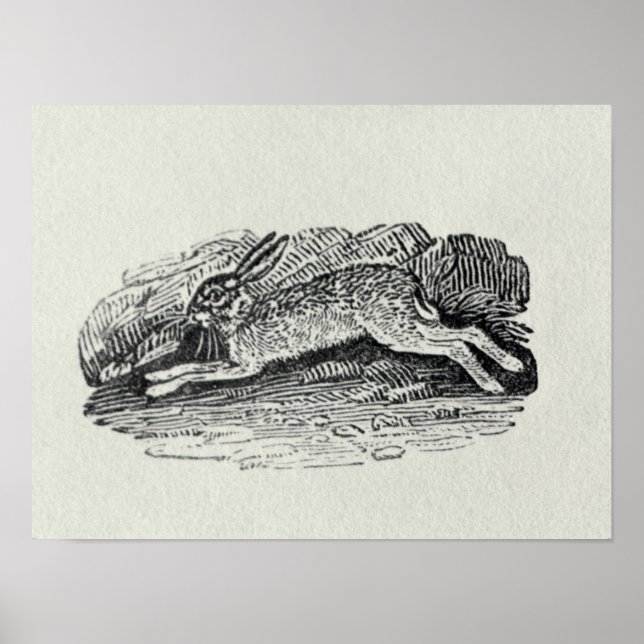 Der Hase Poster (Vorne)