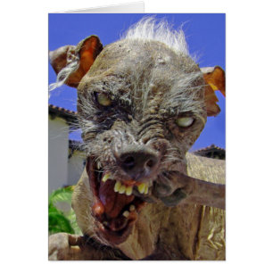 Der hässlichste Hund der Welt