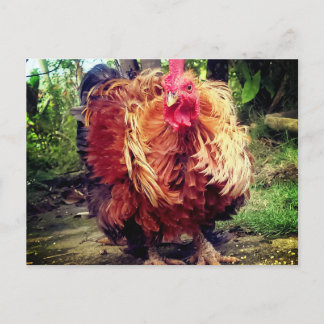 Der Haushahn Postkarte