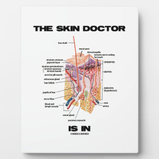 Der Hautarzt ist in (Anatomie Dermatologie). Fotoplatte