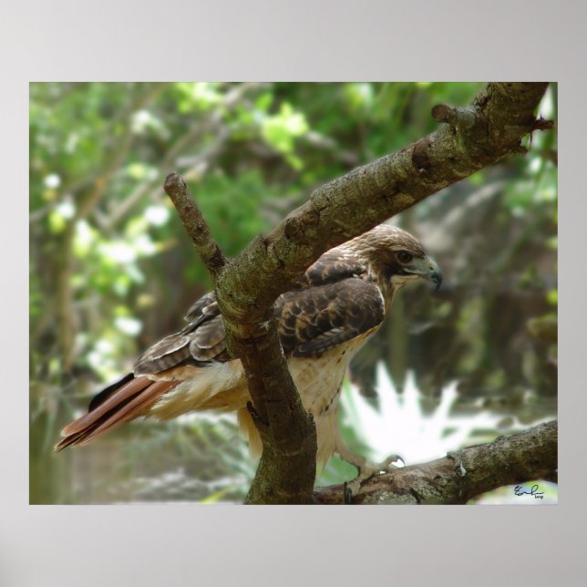 Der Hawk Poster (Vorne)