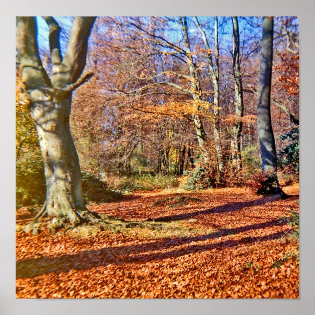 Der Herbst im Wald, die Sonne strahlt Poster (Vorne)