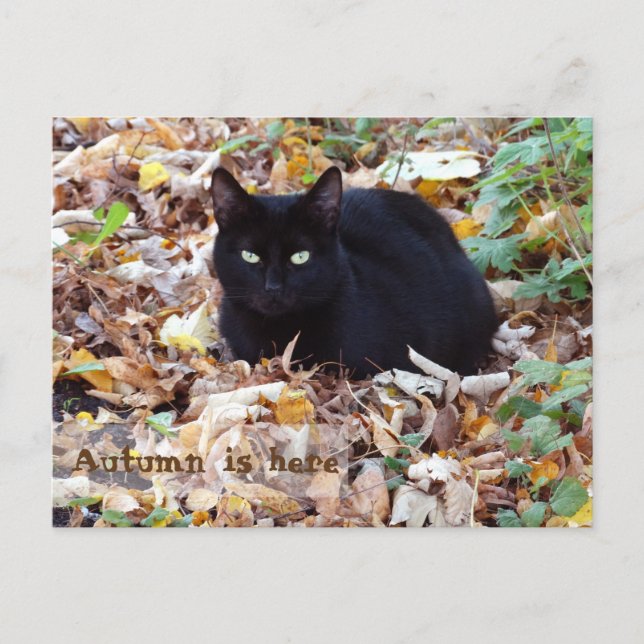 Der Herbst ist hier Black Cat Postcard Postkarte (Vorderseite)