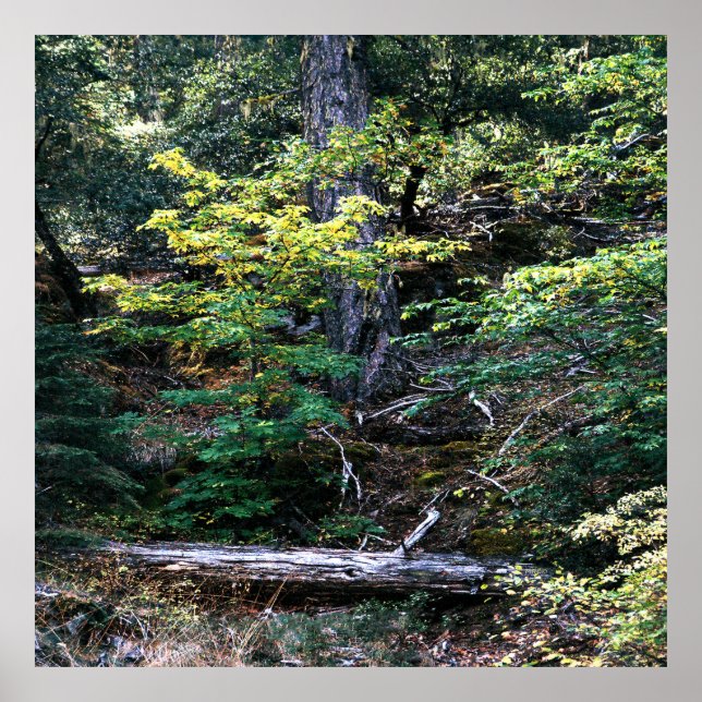 Der Herbst ist hier....... Poster (Vorne)