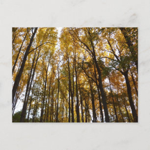 Der Herbst verlässt die Natur am Morgen Postkarte