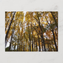 Der Herbst verlässt die Natur am Morgen Postkarte