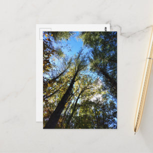 Der Herbstwald Postkarte