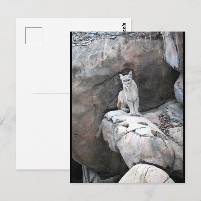 Der Horst des Bergkönigs Postkarte (Vorne/Hinten)