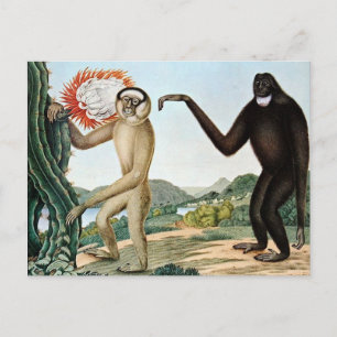 Der Hulock oder der Hoolock Gibbon (1835) Postkarte