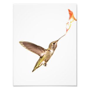 Der Hummingbird und die Blume Fotodruck