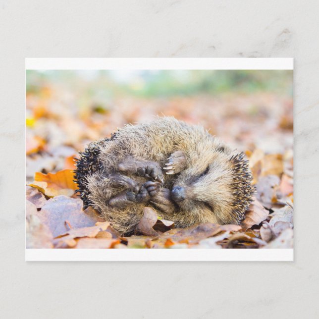 Der Igel ist in der Herbstsaison auf Blätter Postkarte (Vorderseite)