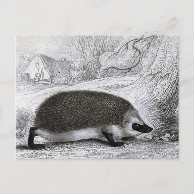 "Der Igel" Postkarte (Vorderseite)