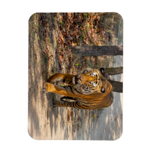 Der Indische Tiger  Magnet