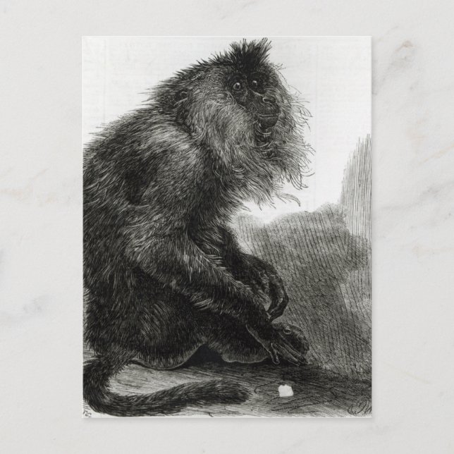 Der indische Waderoo-Affe Postkarte (Vorderseite)