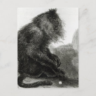 Der indische Waderoo-Affe Postkarte