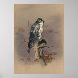 Der Islamische Falke von Joseph Wolf Poster