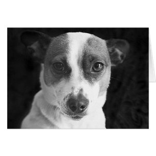 Der Jack-RussellStare