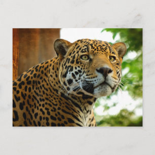 Der Jaguar Postkarte