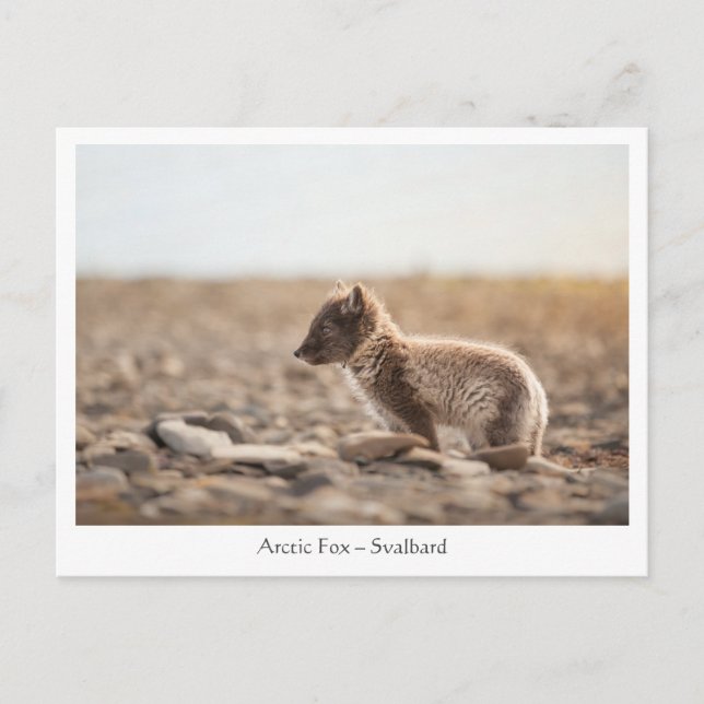 Der junge arktische Fox in Svalbard Postkarte (Vorderseite)