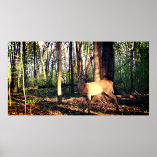 Der junge Buck im Wald Poster