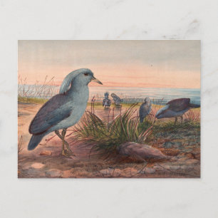 Der Kagu von Joseph Wolf Postkarte