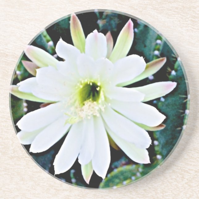 Der Kaktus-Untersetzer Getränkeuntersetzer (Vorne)