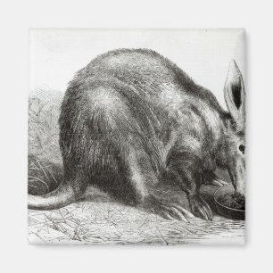 Der Kap Ameise-Esser Magnet