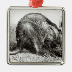 Der Kap Ameise-Esser Silbernes Ornament