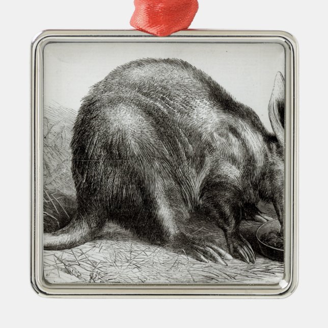 Der Kap Ameise-Esser Silbernes Ornament (Vorne)