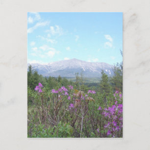 Der Katahdin-Berg und wild lebende Blume Postkarte
