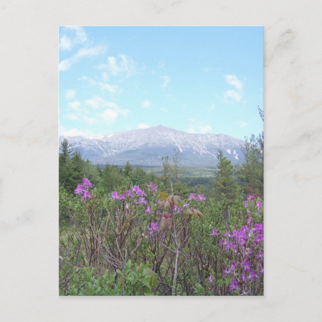 Der Katahdin-Berg und wild lebende Blume Postkarte (Vorderseite)