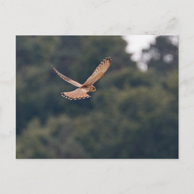 Der Kestrel auf der Suche nach Beute Postkarte (Vorderseite)