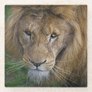 Der King Glass Untersetzer