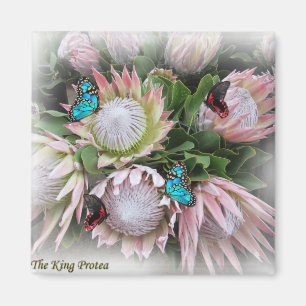 Der King Protea Magnet