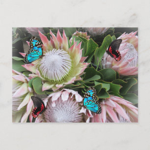 Der King Protea Postkarte
