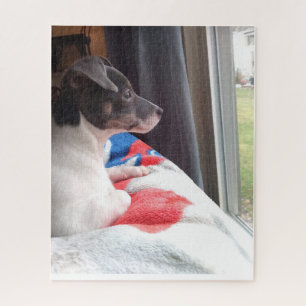 DER KLEINE CHIHUAHUA HUND PUZZLE