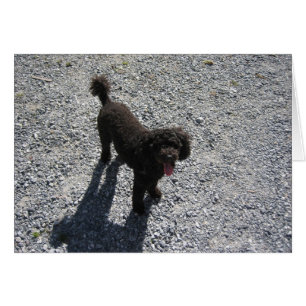 Der kleine schwarze Pudel