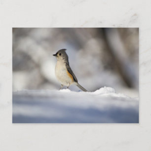 Der kleine Vogel im Schnee Postkarte