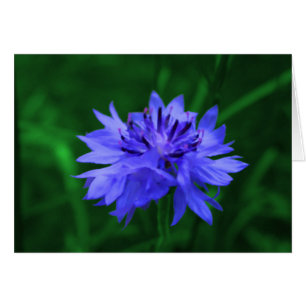 Der Knopf des Junggesellen