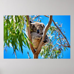 Der Koala-Bär Poster