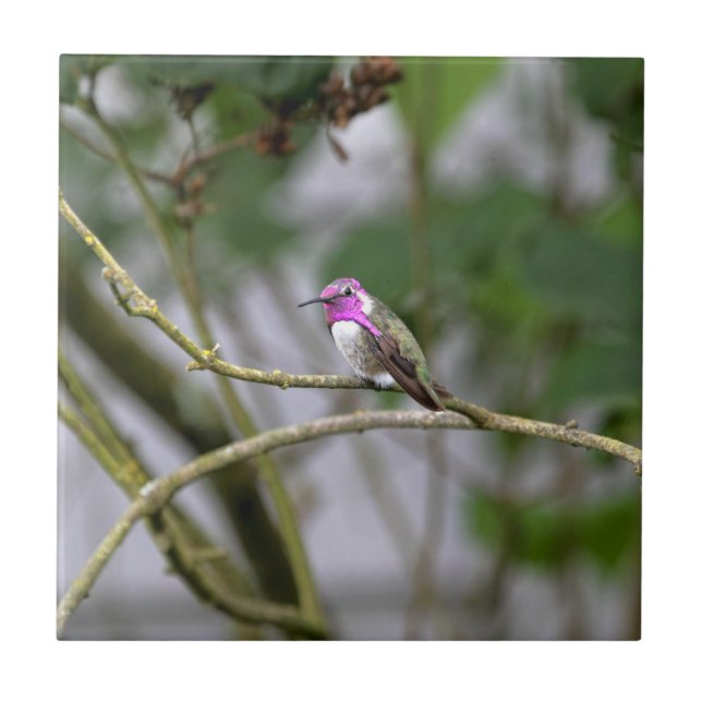 Der Kolibri der Costa Fliese (Vorderseite)