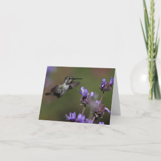 Der Kolibri der Costa - Joe Sweeney - Karte