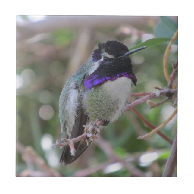 Der Kolibri-Fliese der Costa Fliese (Vorderseite)