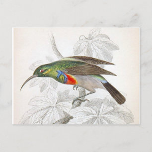 Der Kolibri Postkarte