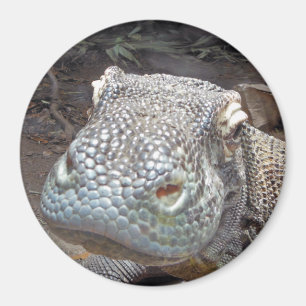 Der Komodo Blick Magnet