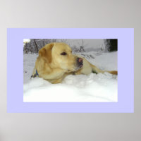 Der König im Schnee - Labrador Winterszene
