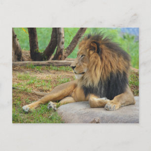 Der König Postkarte
