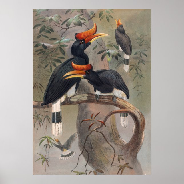 Der Konkavkaschierte Hornvogel von Joseph Wolf Poster (Vorne)